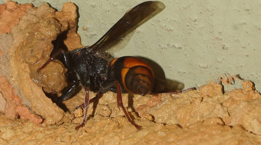 Mud-nesting Wasp (Paralastor sp ES01)