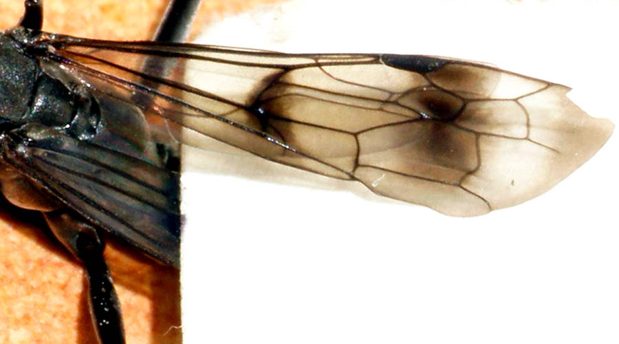 Yellow-antennae Black Spider Wasp (Fabriogenia sp ES01)