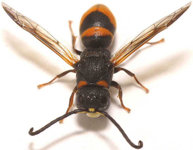Yellow-faced Potter Wasp (Diemodynerus cf decipiens ssp decipiens)