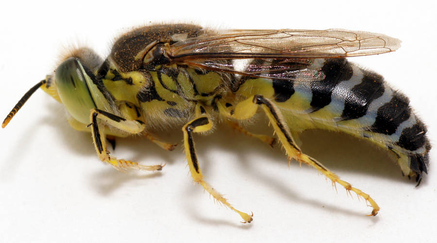 Sand Wasp (Bembix sp ES05)
