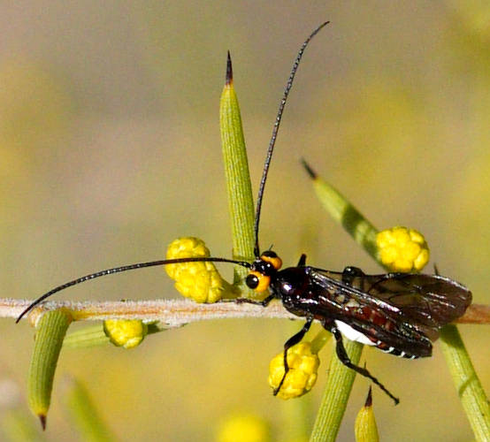 Yellow-cheeked Ichneumon Wasp (Westwoodia cf romani)