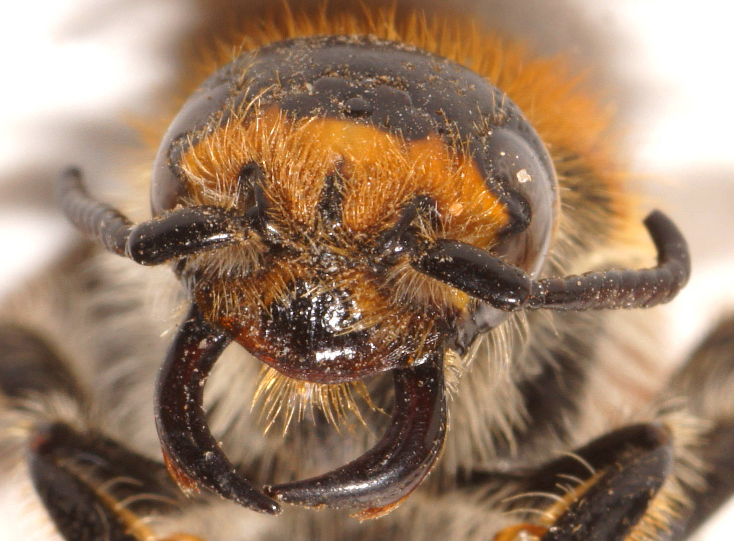 Robust Scarab Wasp (Pseudotrielis flavidula)