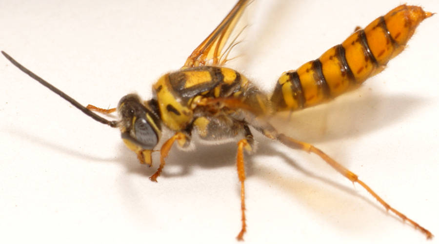 Large Yellow Flower Wasp (Elidothynnus melleus)