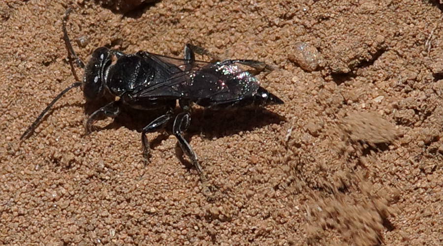 Small Black Digging Wasp (Larrinae sp)