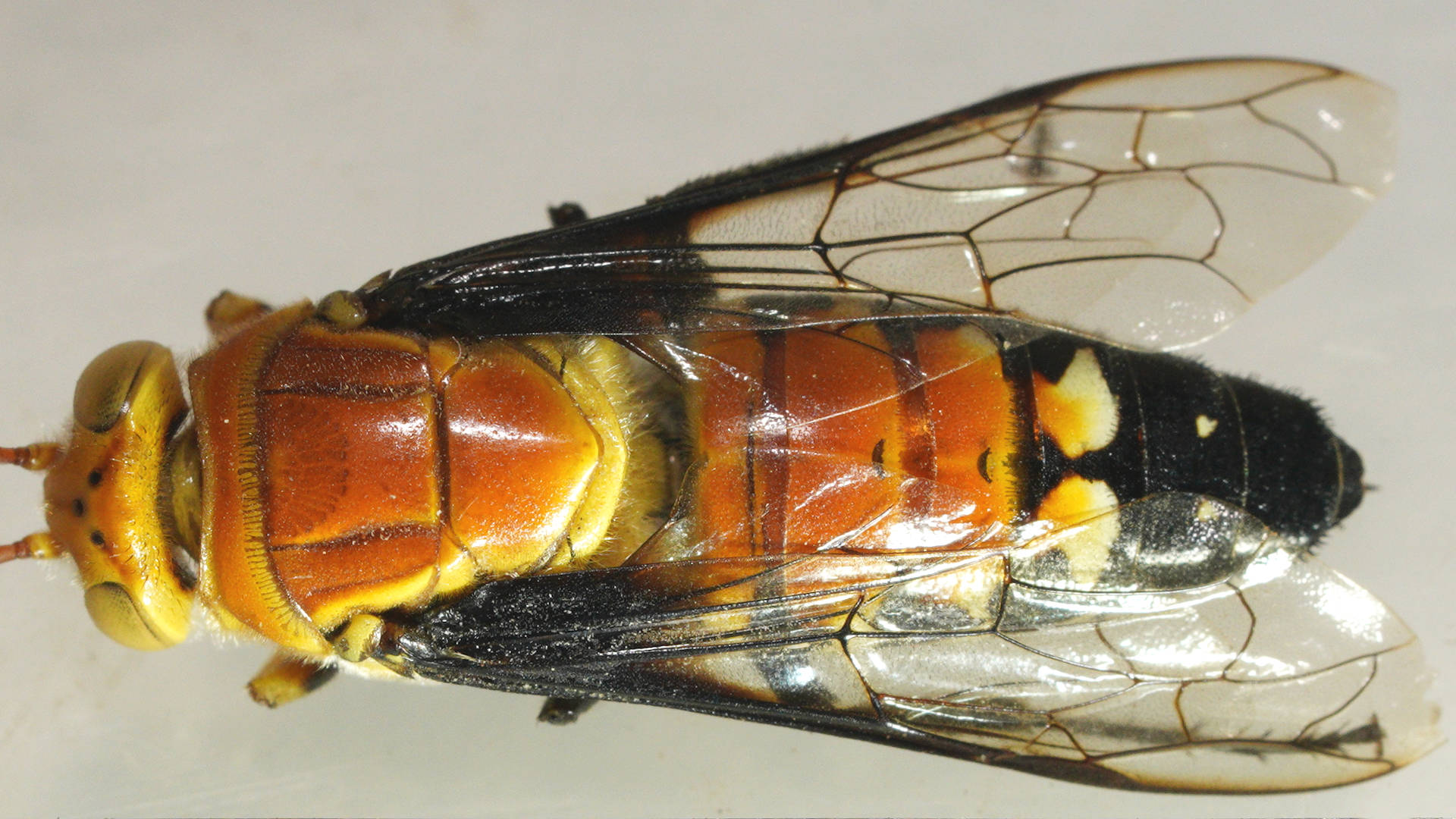 Beautiful Flower Wasp (Thynnus pulchralis)