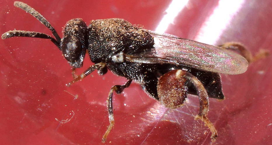 Hopping Wasp (Brachymeria podagrica)