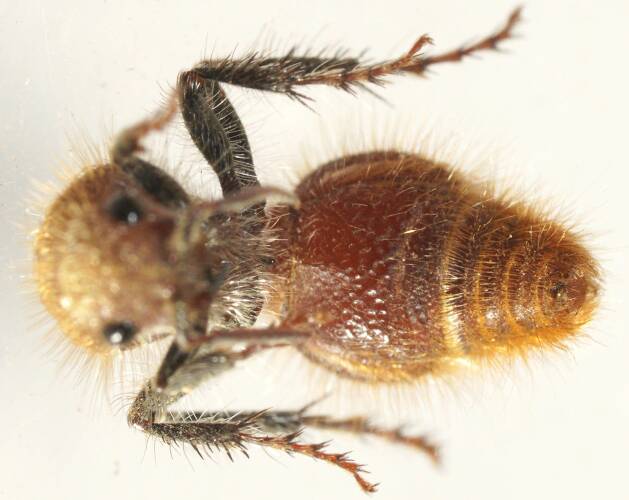Golden Velvet Ant (Ephutomorpha fulvocrinita)