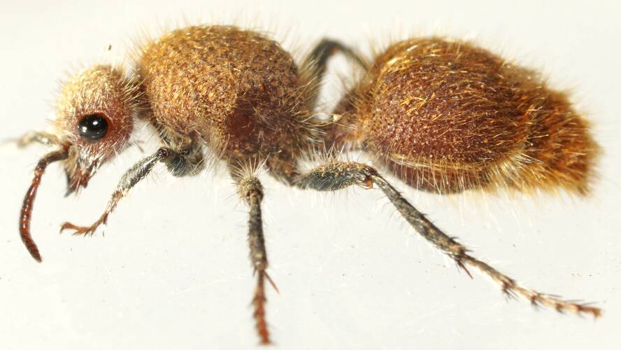 Golden Velvet Ant (Ephutomorpha fulvocrinita)