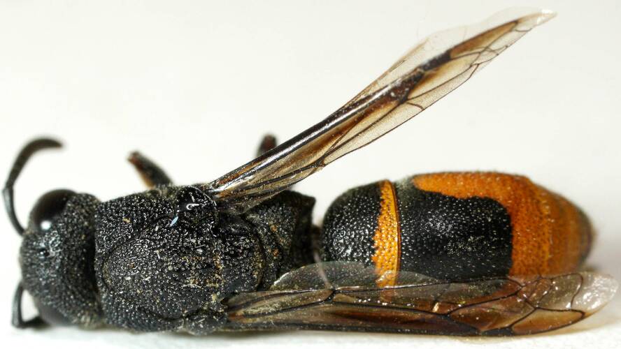 Orange-striped Potter Wasp (Acarodynerus sp)