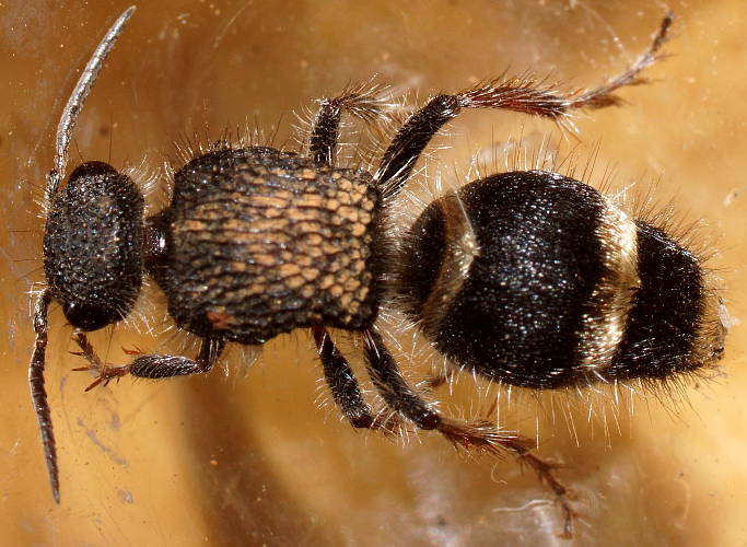 Gold-ring Velvet Ant (Eurymutilla sp ES01)