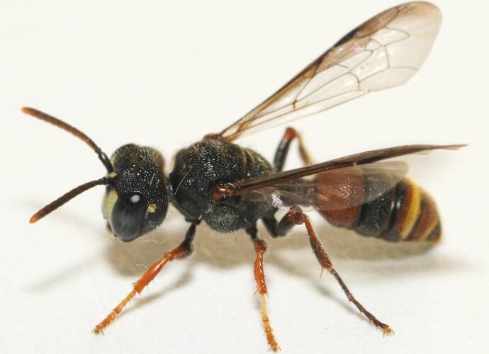 Dark-antennae Weevil Wasp (Cerceris sp ES04)