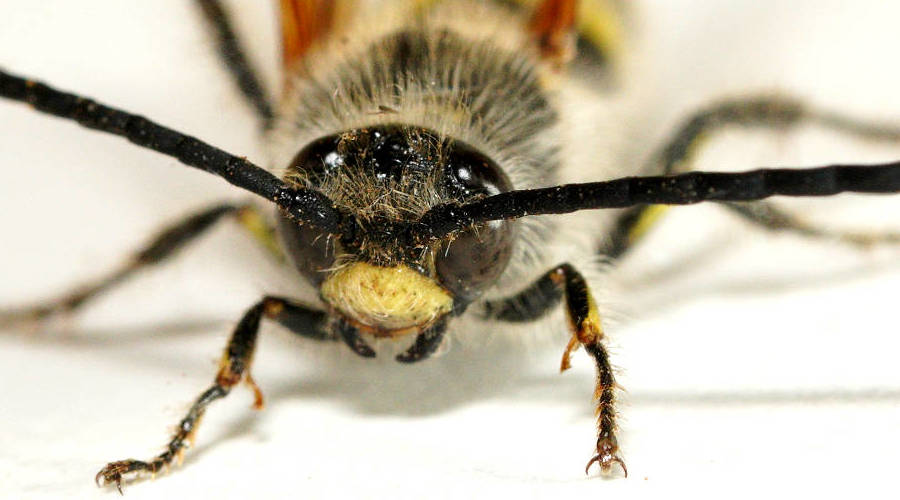 Scarab Wasp (Pseudotrielis gilesi)