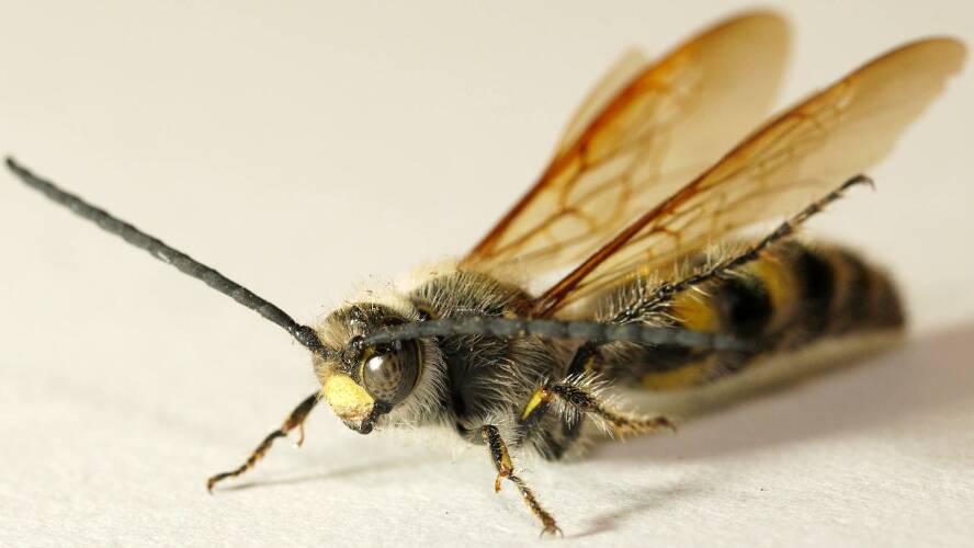 Scarab Wasp (Pseudotrielis gilesi)