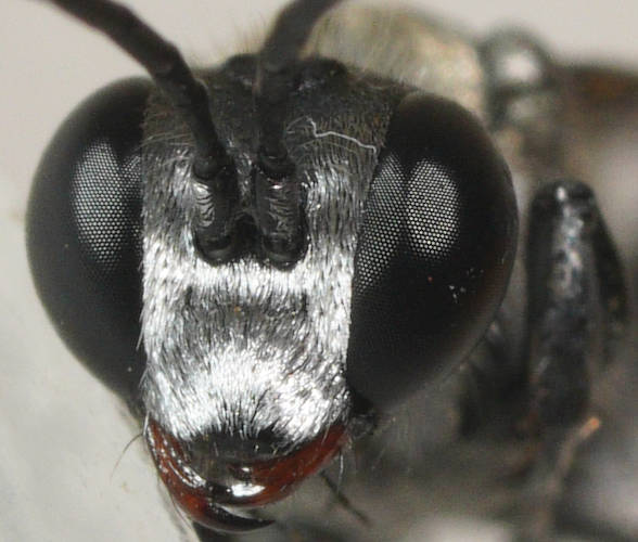 Rounded Grasshopper Wasp (Prionyx globosus)