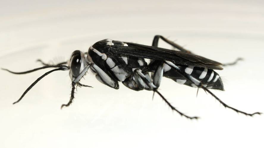 Half-mourning Zebra Spider Wasp (Turneromyia semiluctuosa)