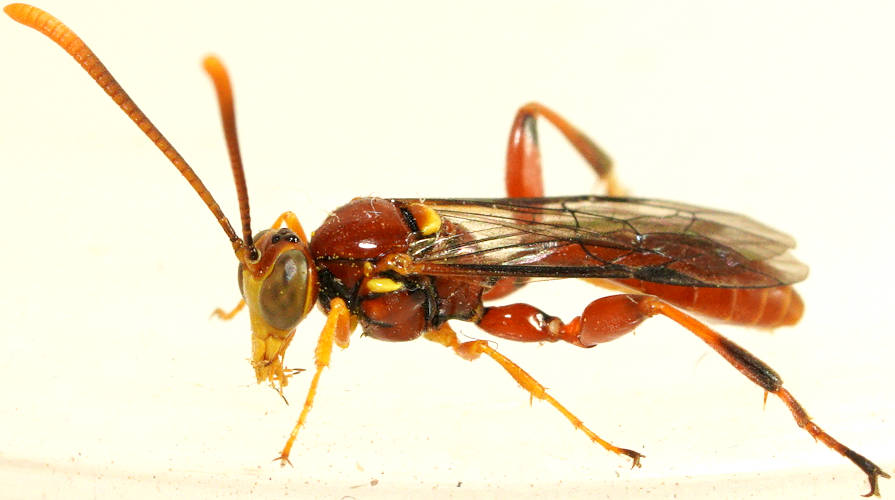 Bee Parasitizing Wasp (Labium cf brevicorne)