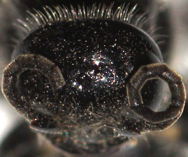 Black Flower Wasp (Anthobosca sp)
