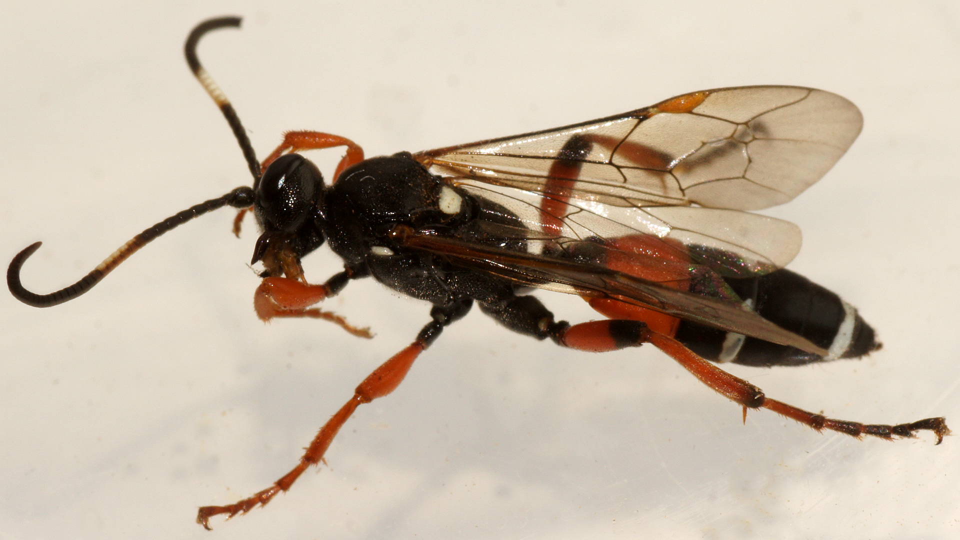 Armyworm Parasitic Wasp (Ichneumon promissorius)