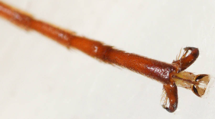Cream-spotted Ichneumon Wasp (Echthromorpha intricatoria)