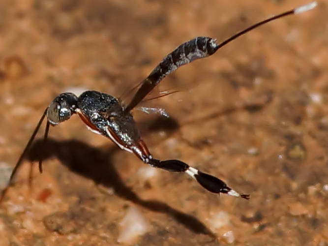 Banded-legged Gasteruptiid Wasp (Gasteruption sp ES03)