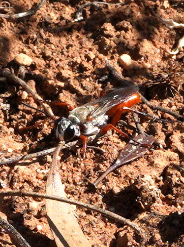 Flame-colored Digger Wasp (Sphex flammeus)
