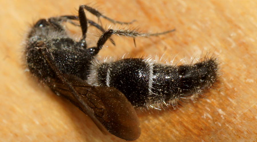 Banded Velvet Ant (Ephutomorpha cf sp ES02)