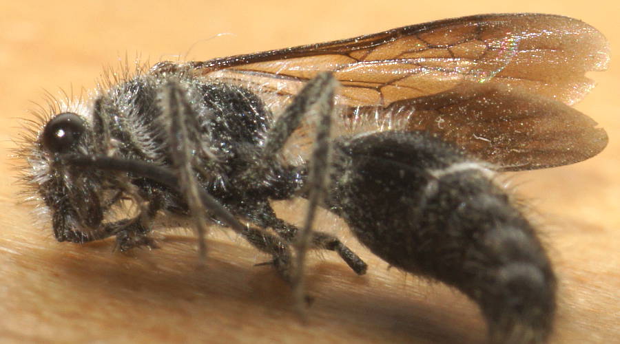 Banded Velvet Ant (Ephutomorpha cf sp ES02)