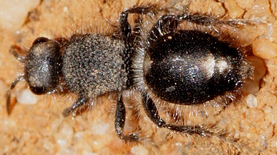 Black Velvet Ant (Australotilla sp ES01)