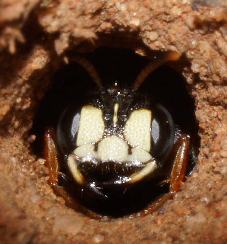 White-jawed Weevil Wasp (Cerceris antipodes)