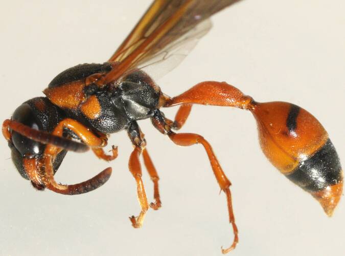 Black-faced Mud-collar Wasp (Ischnocoelia sp ES01)