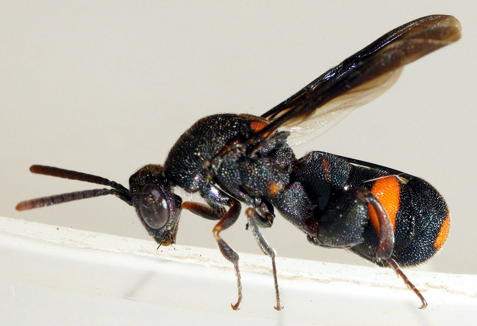 Metallic-blue Chalcid Wasp (Leucospis sp)