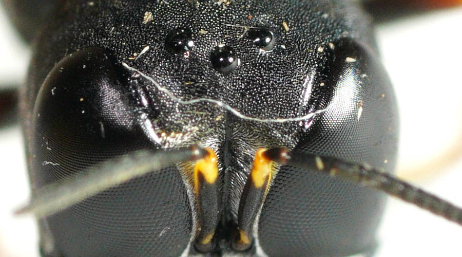 Potter Wasp Mimic (Williamsita nr smithiensis)