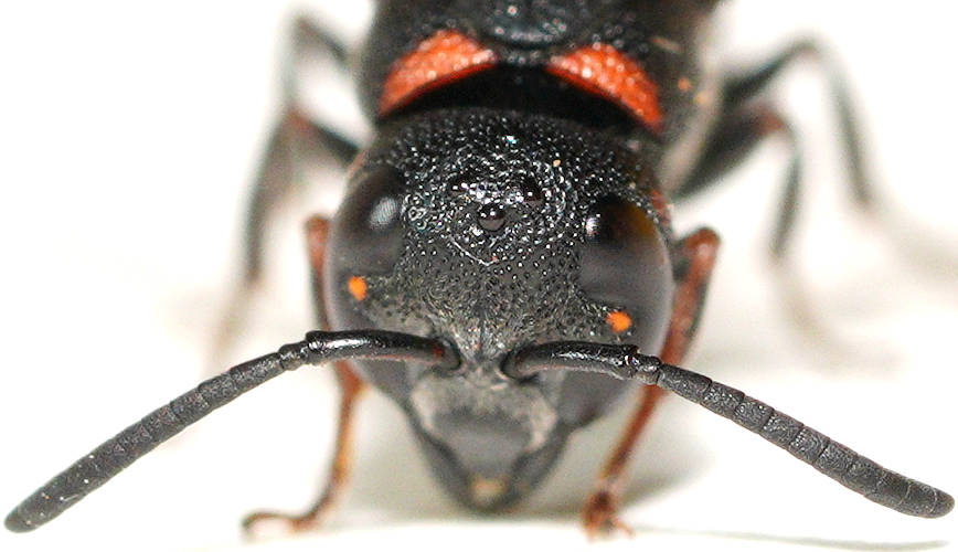 Orange-spotted Potter Wasp (Eumeninae sp ES08)