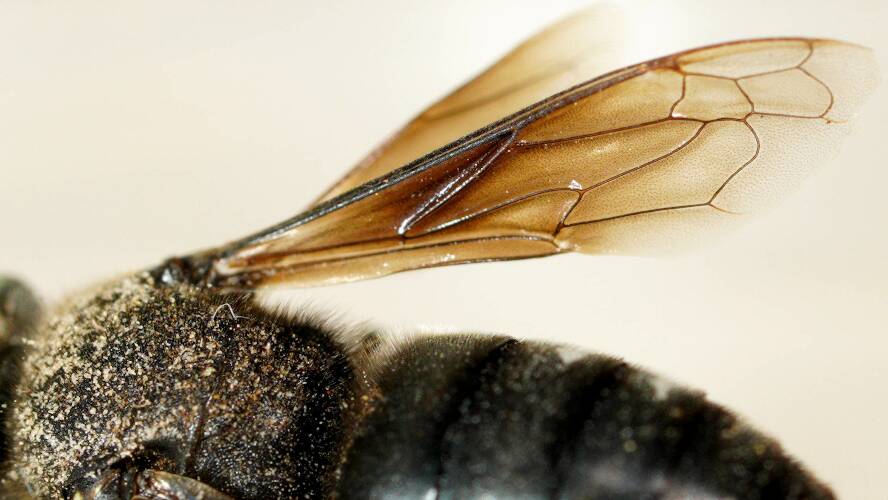 Yellow-faced Black Sand Wasp (Bembix sp ES06)
