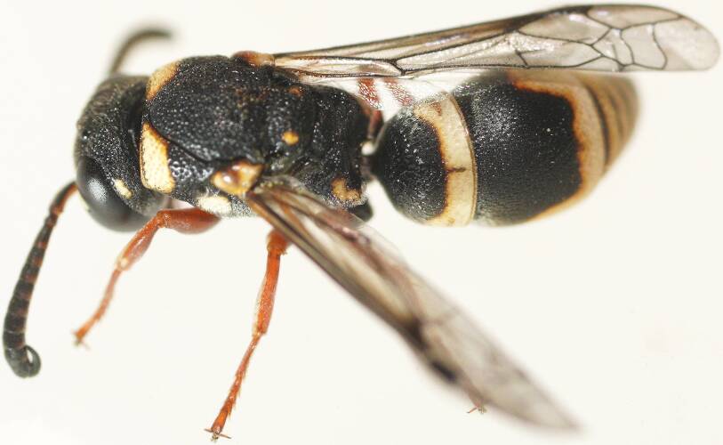 White-marked Potter Wasp (Eumeninae sp ES09)