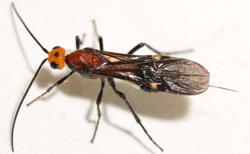 Orange-headed Red Braconid Wasp (Callibracon sp ES10)
