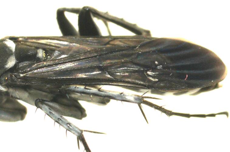 Small Zebra Spider Wasp (Ctenostegus sp)