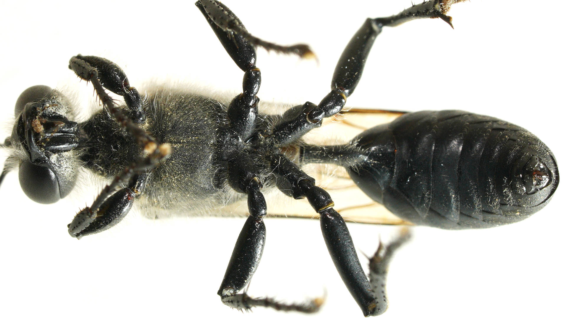 Two-lobed Sternum Digger Wasp (Sphex bilobatus)