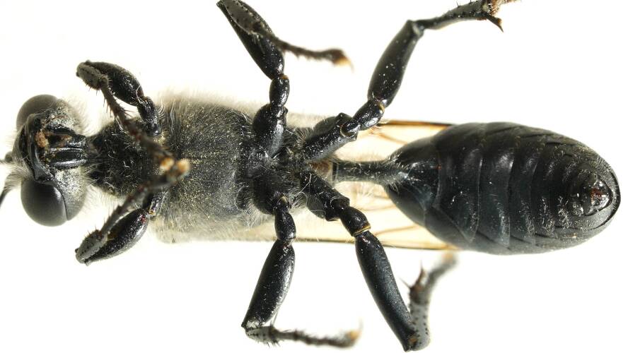Two-lobed Sternum Digger Wasp (Sphex bilobatus)