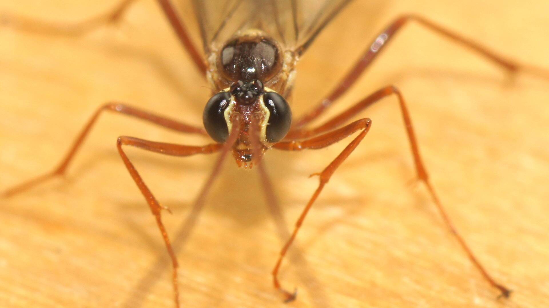 Infrequent Ichneumon Wasp (Eremotylus sp)