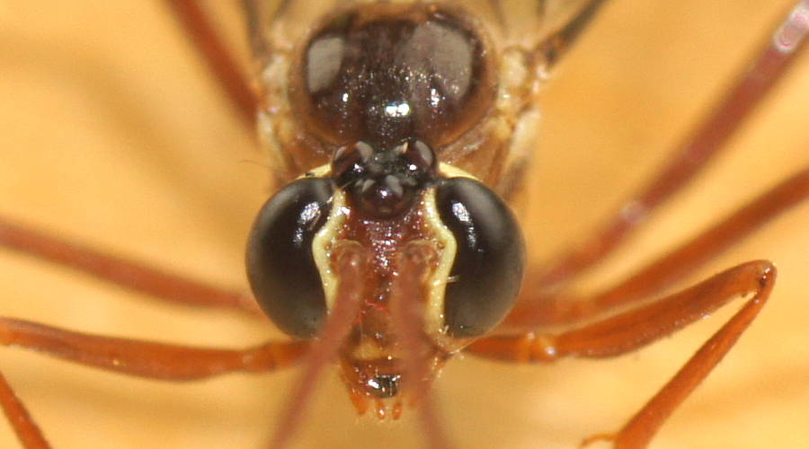 Infrequent Ichneumon Wasp (Eremotylus sp)