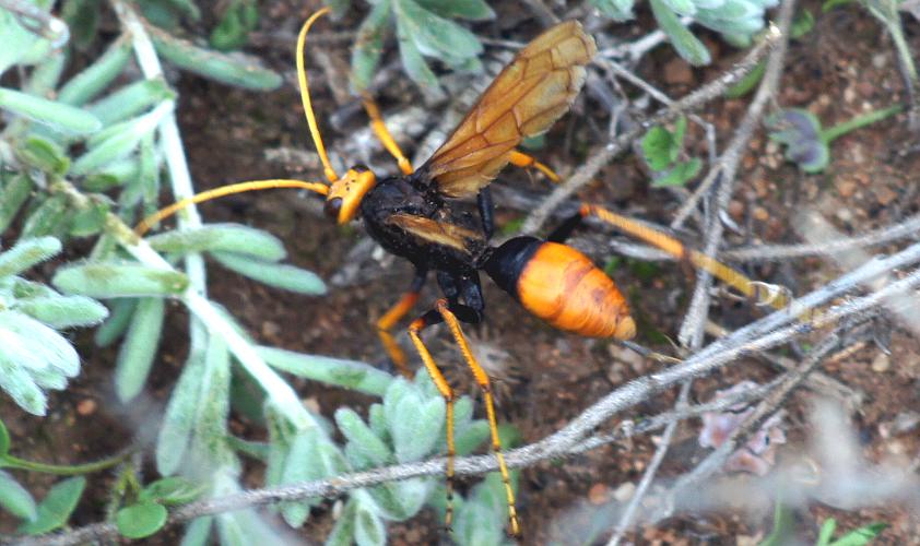 Orange Spider Wasp