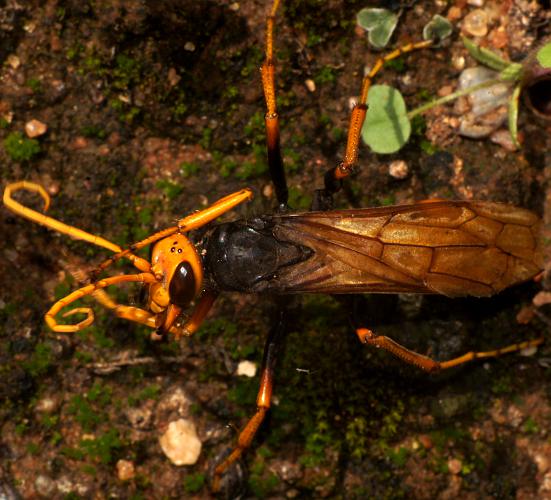 Orange Spider Wasp (Priocnemis tuberculatus)