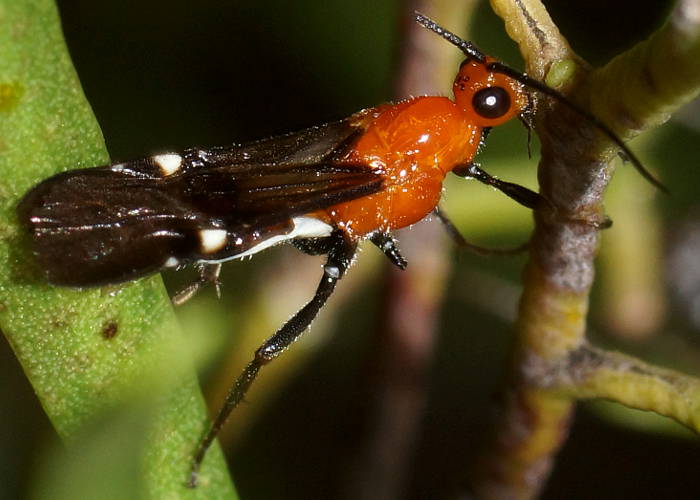 Orange Braconid Wasp (Braconidae sp ES02)