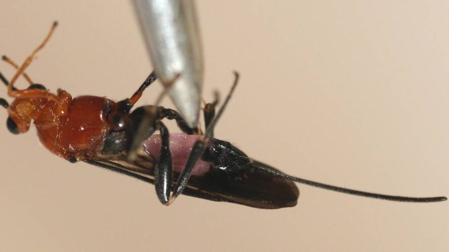 Pink-bellied Braconid Wasp (Callibracon sp ES02)