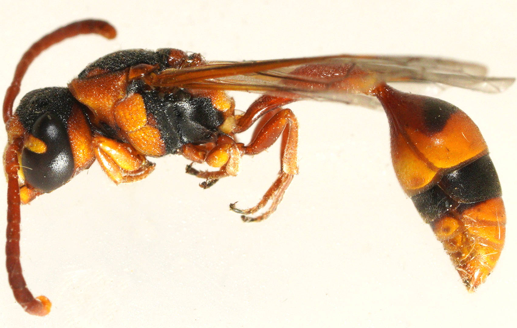 Yellow-faced Mud-collar Wasp (Ischnocoelia cf fulva)