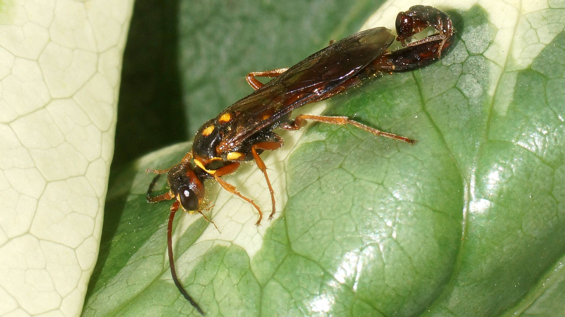 Flower Wasp (Eirone sp)