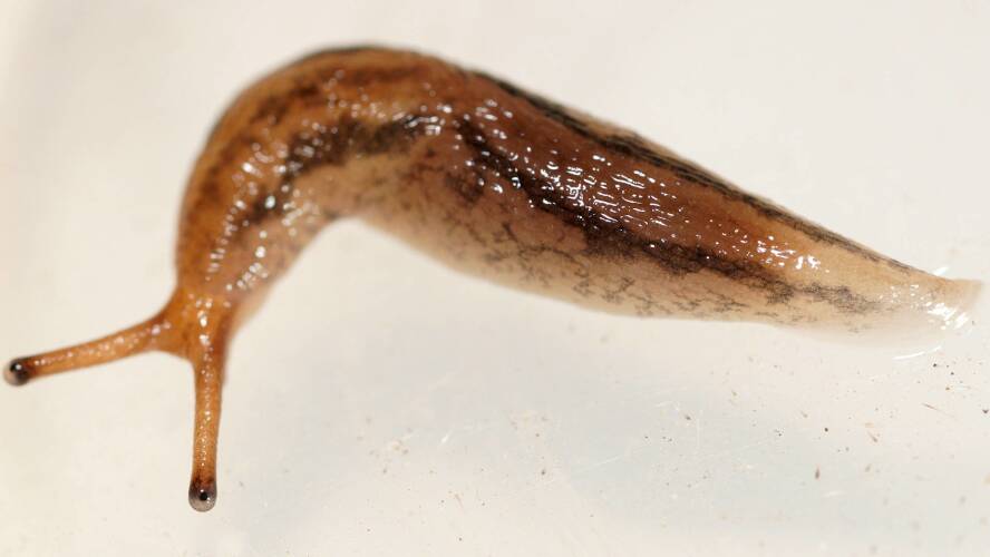Threeband Slug (Ambigolimax sp)