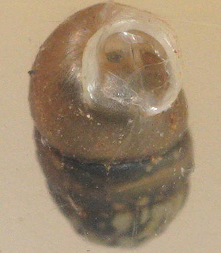 Bronze Pupasnail (Omegapilla australis)