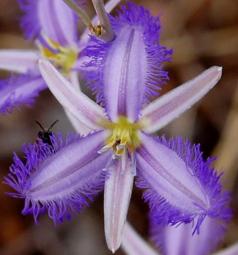 Mallee Fringe-lily (Thysanotus baueri)
